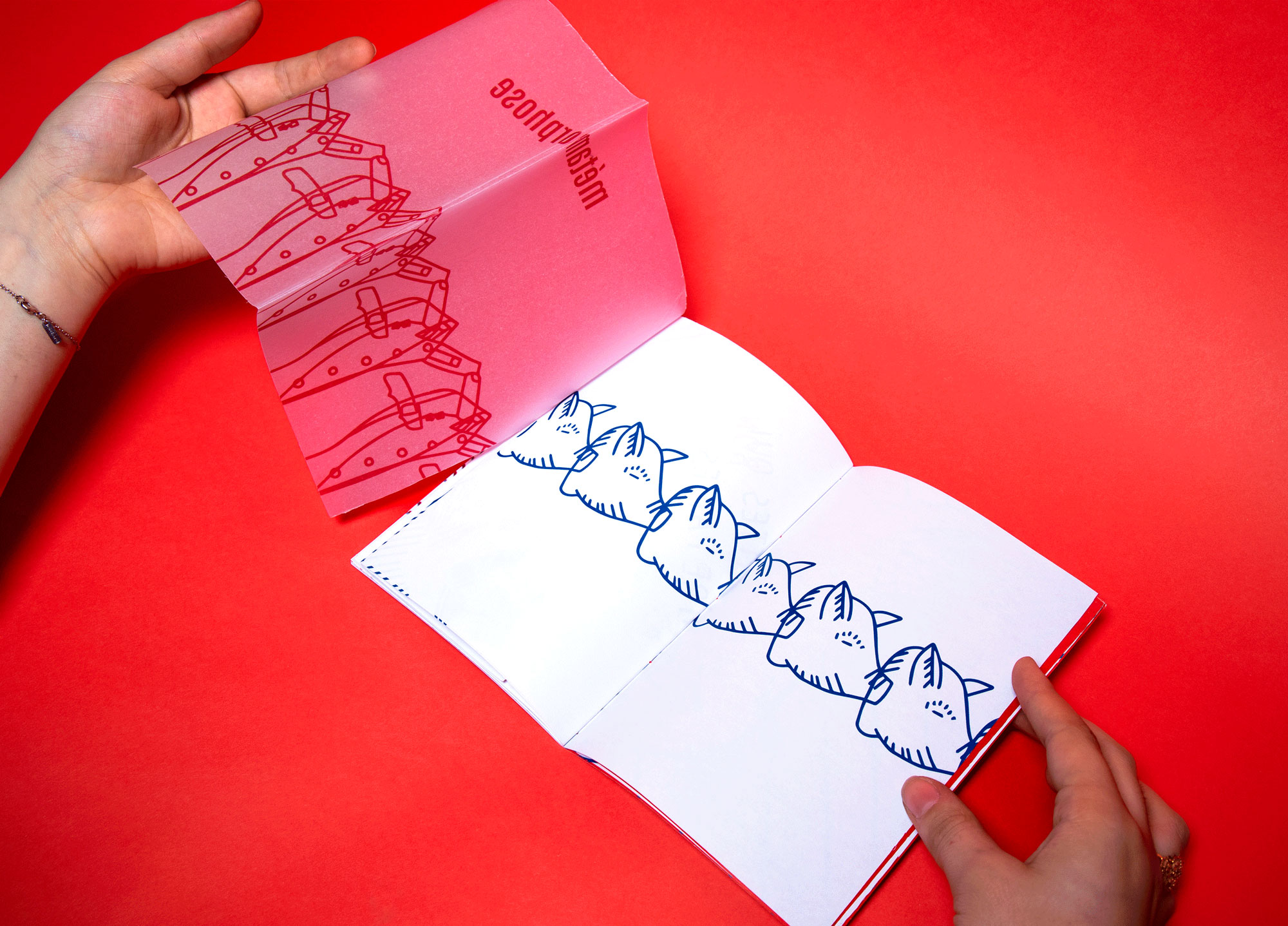 photo main illu règne animal